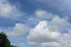 gutemala_025_20151025_1617980745